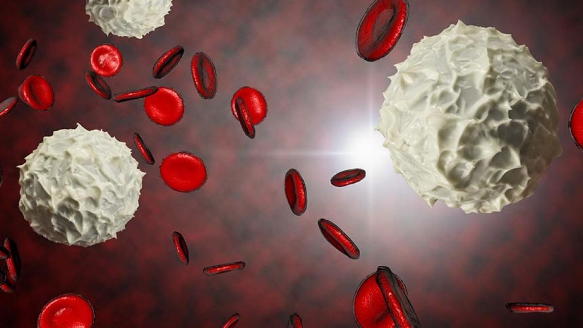 Ilustración de glóbulos rojos y glóbulos blancos en la sangre.