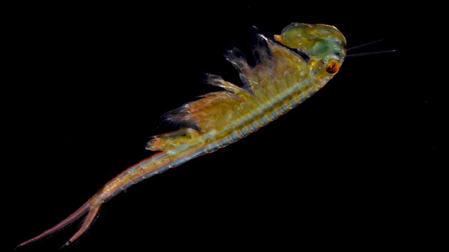 Tanymastixstagnalis macho