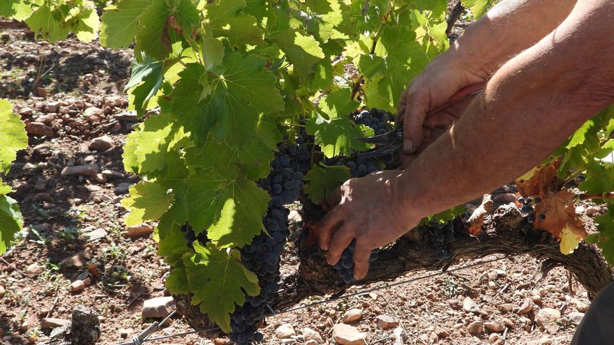 Aragón, la única comunidad que se salva en una campaña de vendimia a la baja en toda España