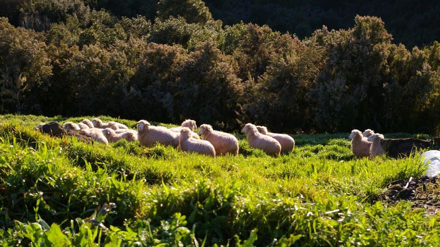 Rebaño de ovejas palmeras.