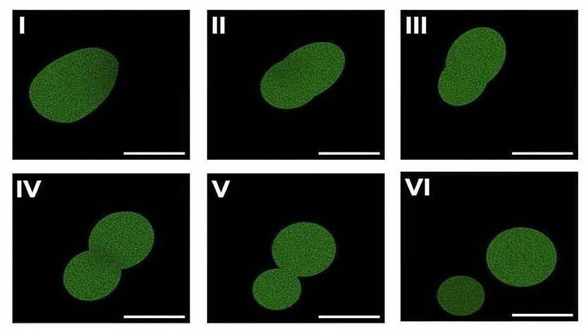 Crean por primera vez una célula sintética con un ciclo de vida completo