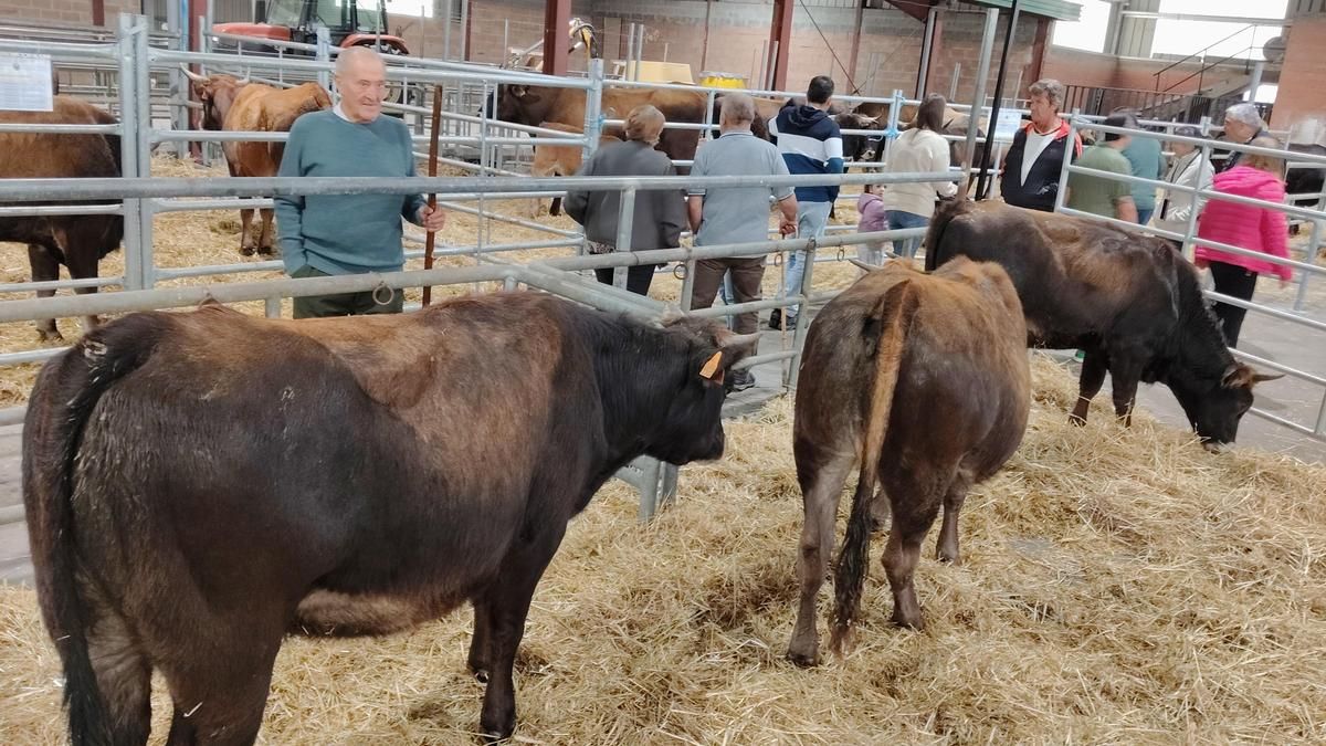 Vacas de la raza Mantequera Leonesa en la Feriona de Villablino 2026. 