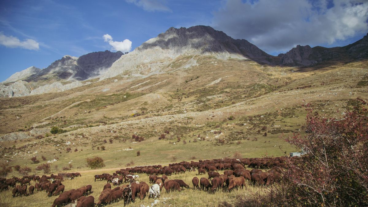 Babia reivindica el valor de sus pastos de montaña con ciencia, tradición y participación vecinal