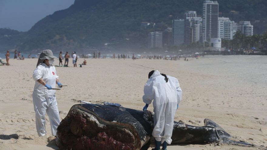 La muerte de ballenas jorobadas bate récord en Brasil, con más de 130 este año