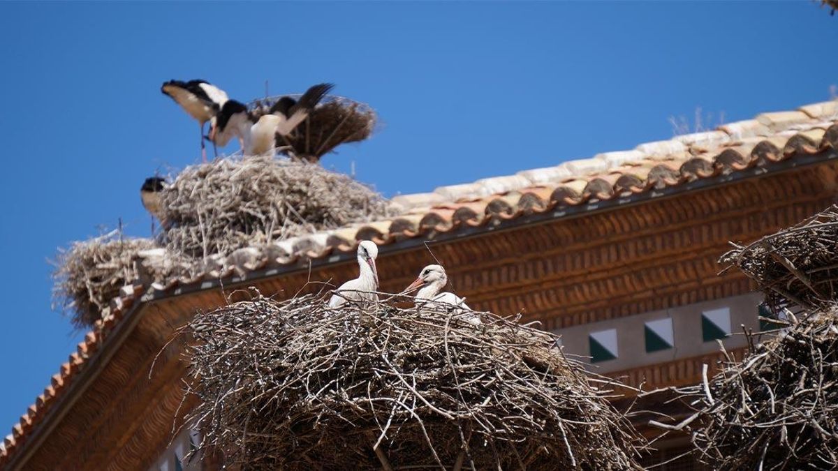 Un fin de semana dedicado a dar la bienvenida a las cigüeñas en Alfaro