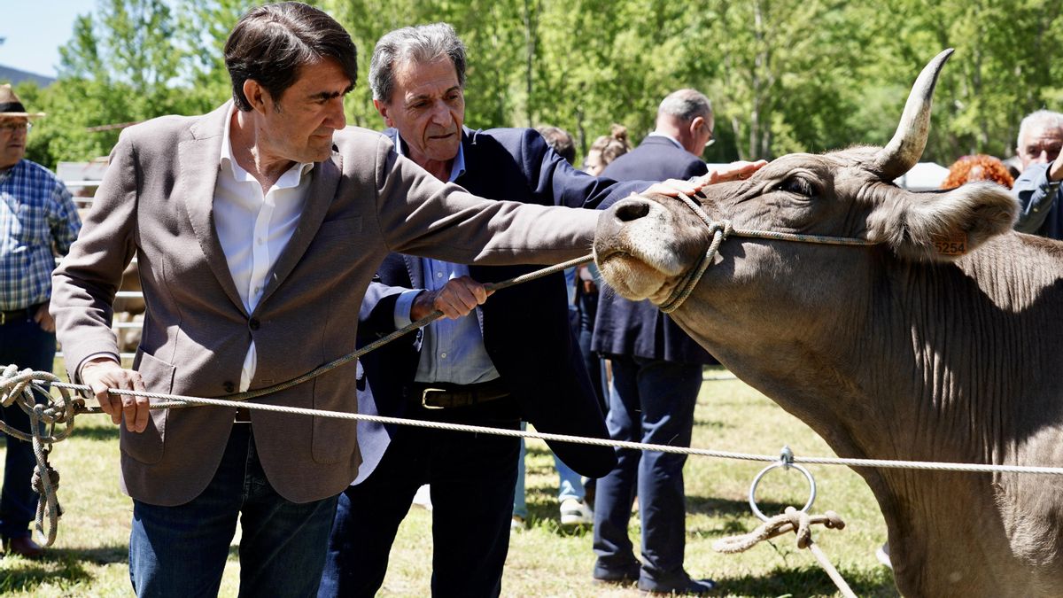 El consejero de Medio Ambiente, asiste a la Feria de la Raza Parda de Montaña para hacer campaña a las europeas.