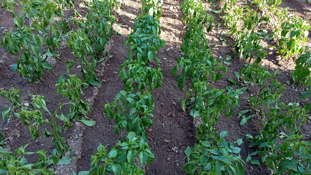 Así estaba el huerto de Cárdenas antes de ser envenenado