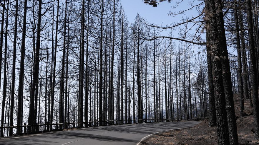 El Parque Nacional del Teide este jueves tras el paso del incendio forestal que afecta a la isla de Tenerife. En la imagen, numerosos árboles calcinados. EFE/Alberto Valdés