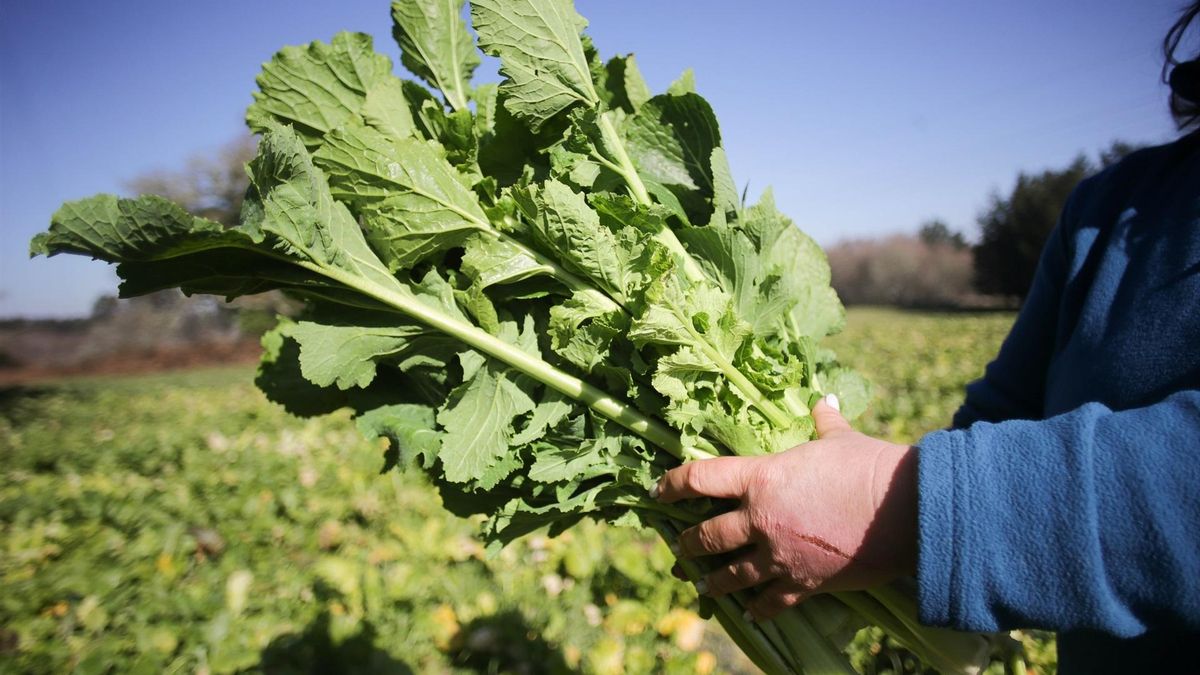 Ni acelgas ni espinacas: las mejores recetas para disfrutar de todos los nutrientes de la verdura gallega más conocida