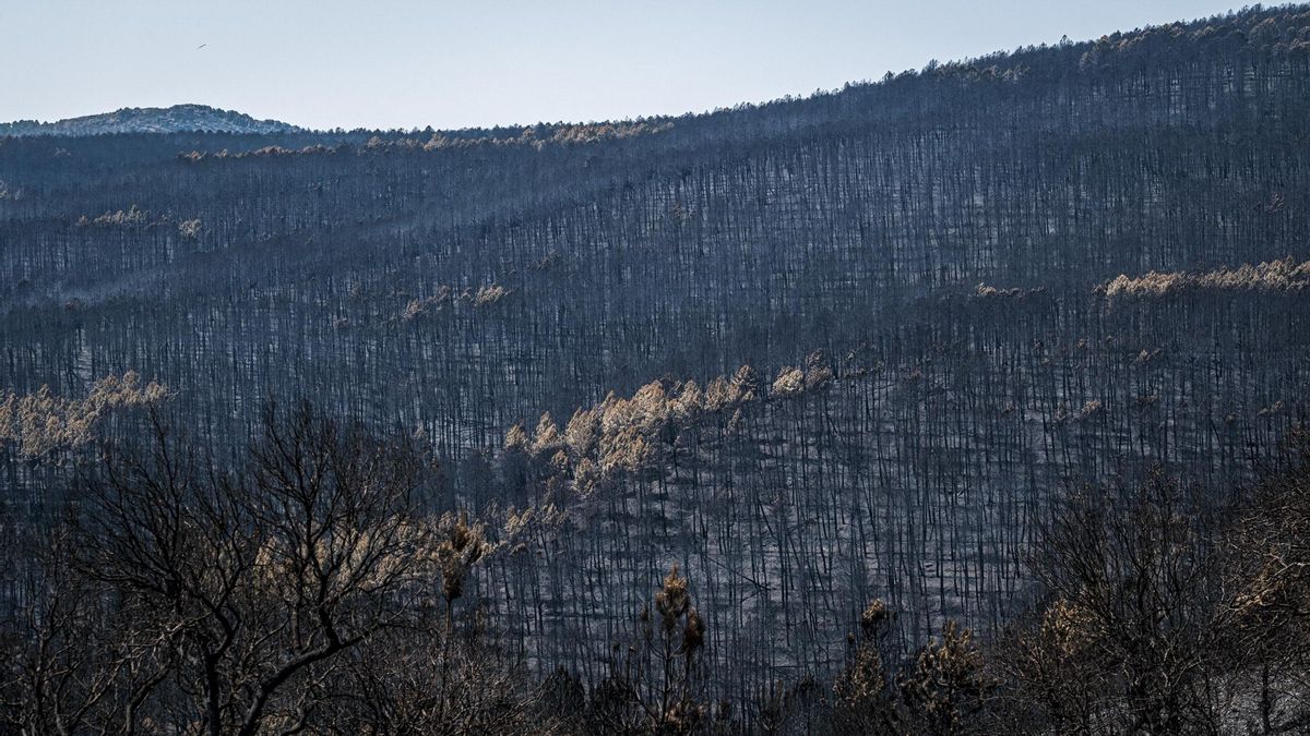 Extinguido el incendio forestal de El Recuenco que obligó a evacuar a esta población del Alto Tajo
