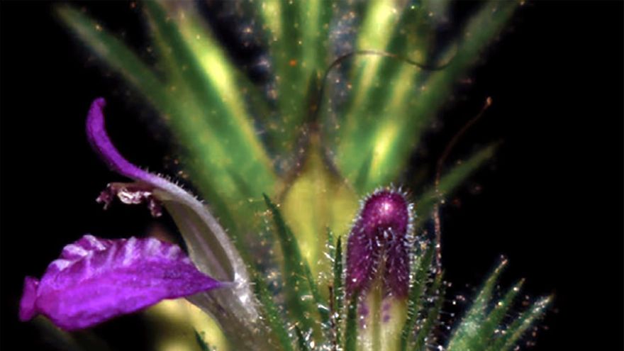 Descubren 21 nuevas especies de plantas en Perú, más de la mitad en reservas naturales