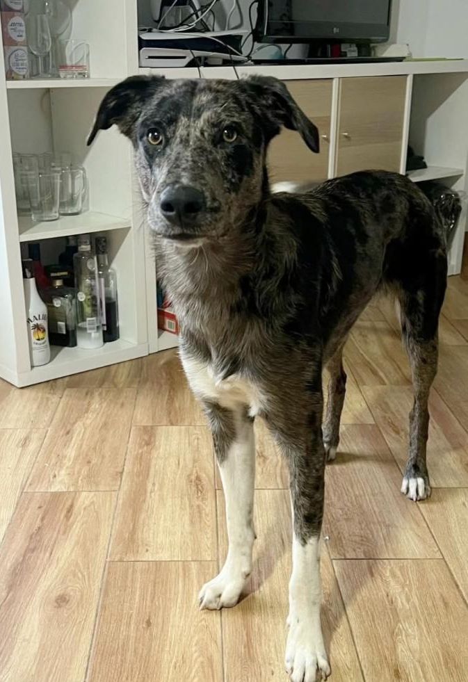 El peludo puede convivir con otros perros sin problema, según informan sus cuidadores