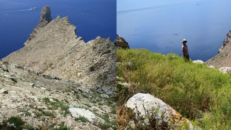 Rebaños de cabras asilvestradas ponen en peligro las repoblaciones forestales de uno de los barrancos más emblemáticos de Gran Canaria