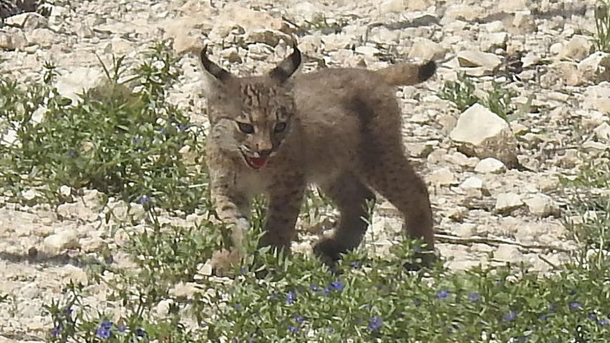 Nacen los dos primeros cachorros de lince ibérico en libertad en la Región de Murcia