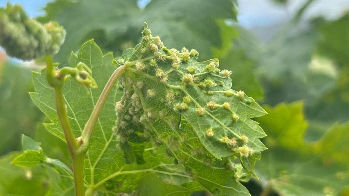 La Consejería de Agricultura sospecha de los primeros casos de filoxera en el sur de Tenerife