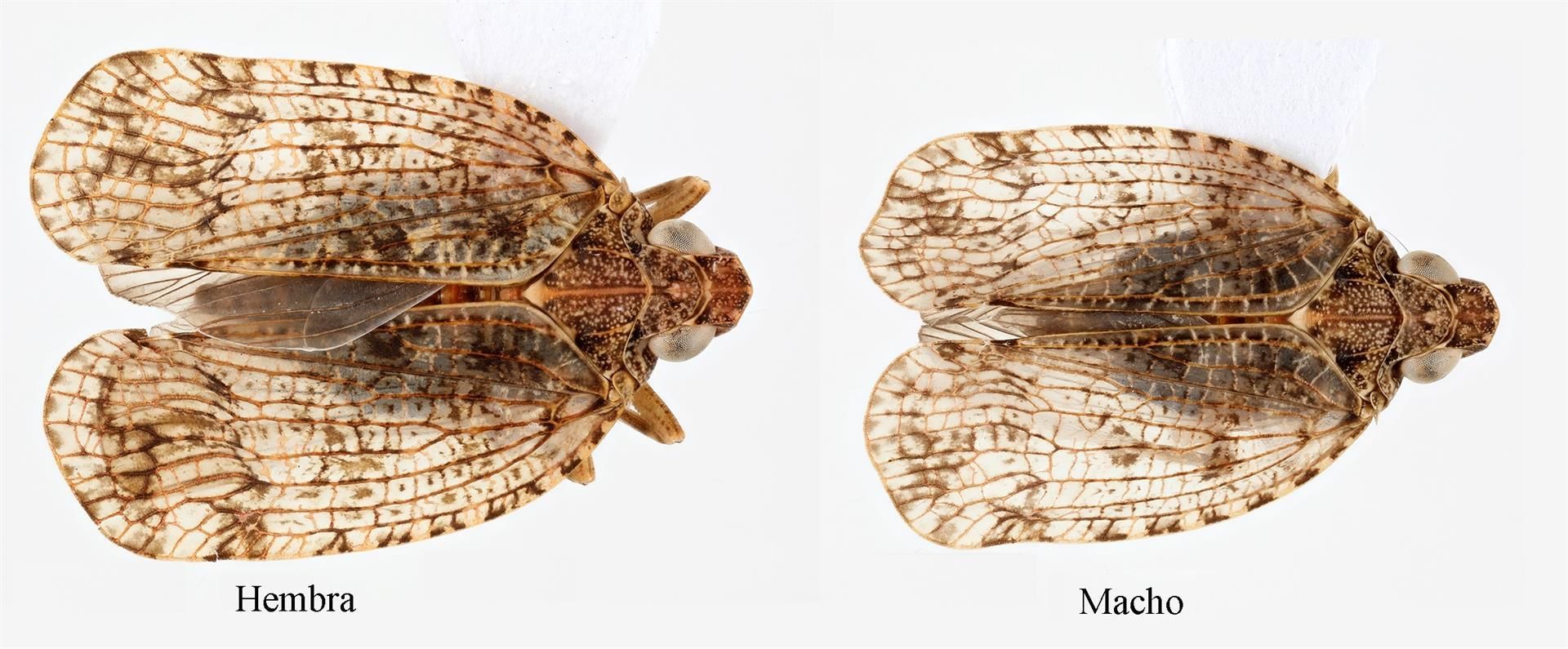 La especie de chicharrita descubierta en La Gomera