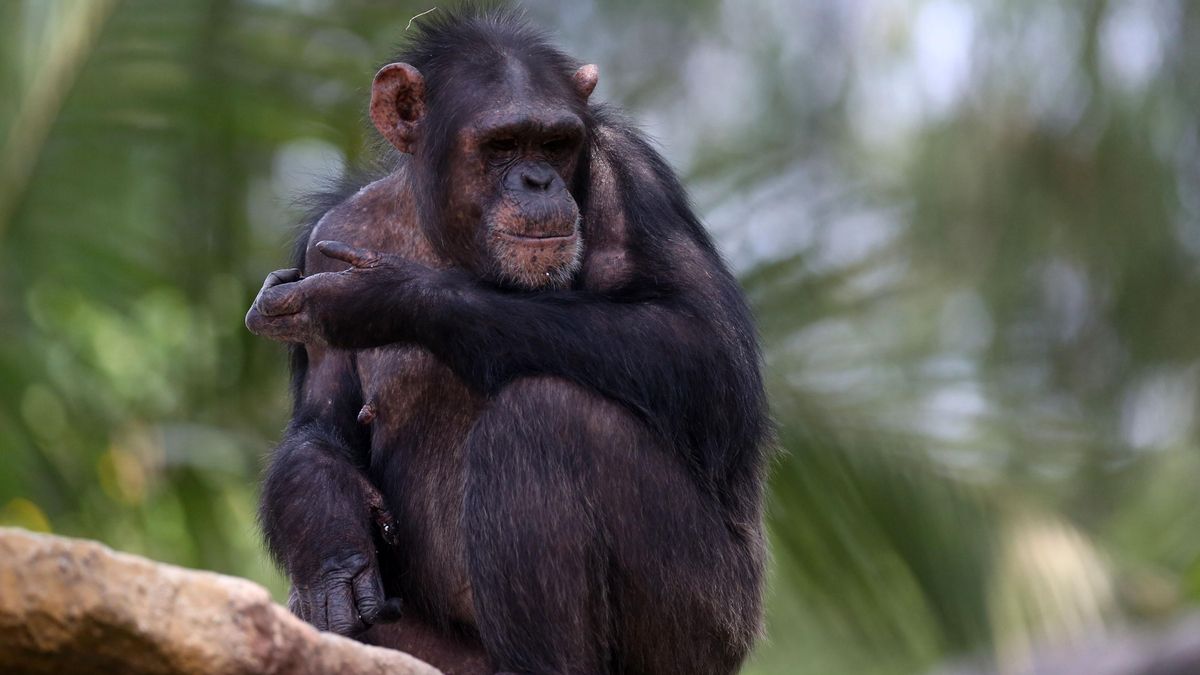 La ciencia descubre las razones que motivan la “guerra de chimpancés” de Ngogo