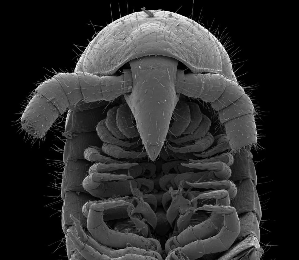 Vista dorsal de la cabeza y vista ventral de los gonópodos de un macho de Eumillipes persephone