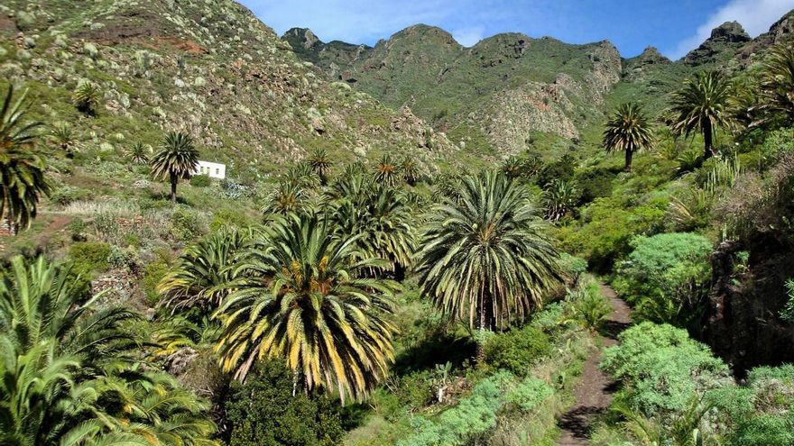 Once plantas de Tenerife 'conquistan' las alturas de la isla para escapar del cambio climático, ¿podrán seguirlas el resto?