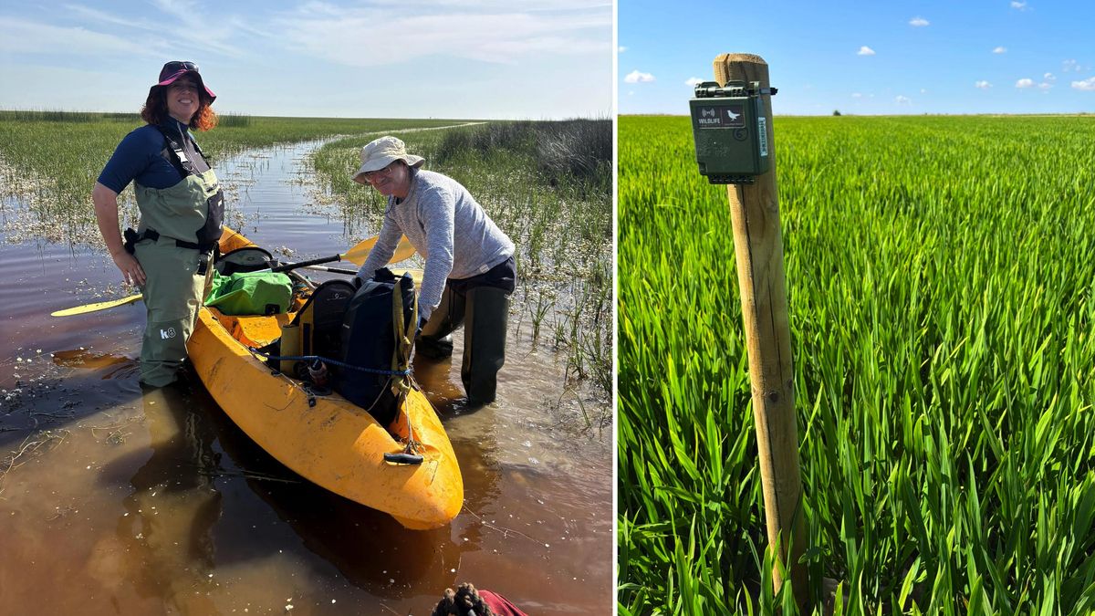 Airam Rodríguez e Irene Mendoza, instalando grabadoras en Doñana como las del proyecto Ecoeclipse, para medir la reacción de aves y murciélagos.