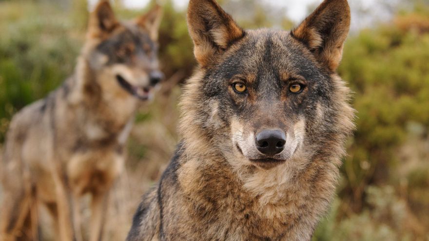 Cantabria, Asturias, Galicia y Castilla y León piden una conferencia extraordinaria sobre la situación del lobo