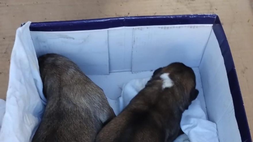 Dos detenidos por abandonar a tres cachorros dentro de un contenedor en Villarrobledo: uno de los perros murió