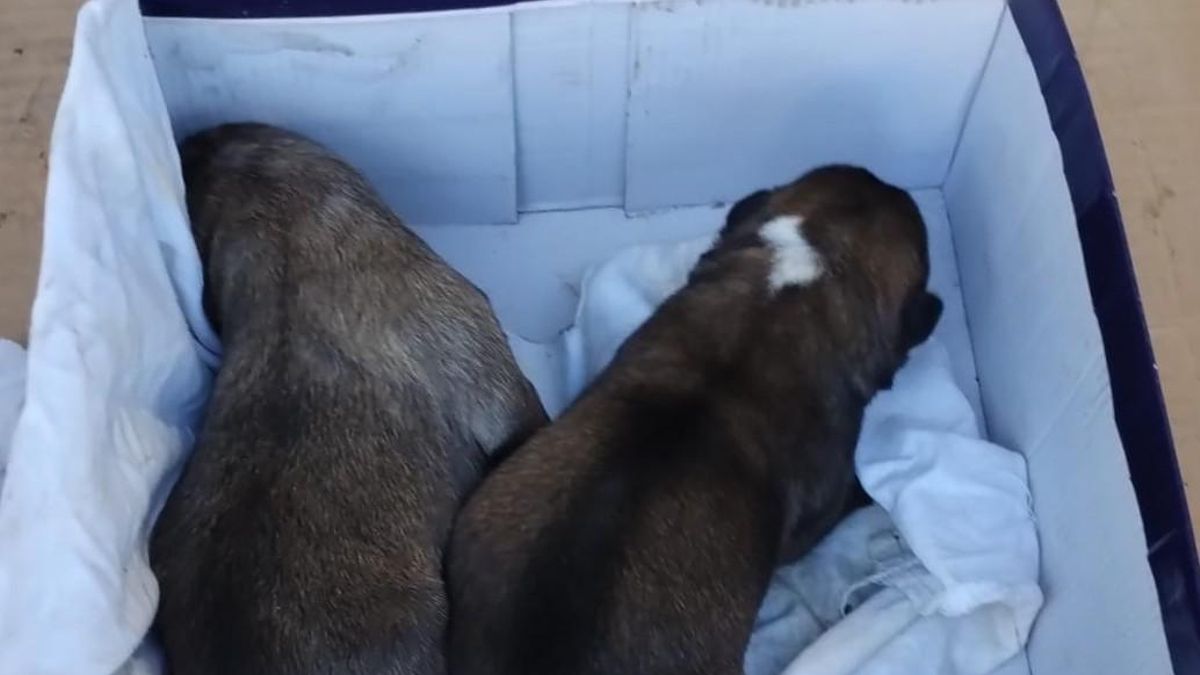 Abandonaron a tres cachorros dentro de un contenedor en Villarrobledo: uno de los perros murió y hay dos detenidos