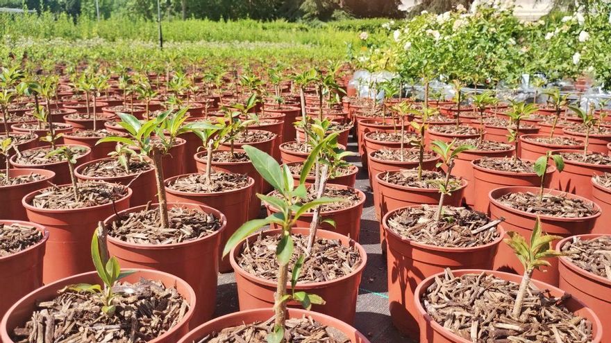 Los viveros municipales producen más árboles con el cambio climático: "Las plantas no dejan de crecer en invierno"