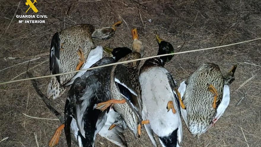 Denunciados por la caza ilegal de 13 ánades reales en una laguna de Chinchilla de Montearagón