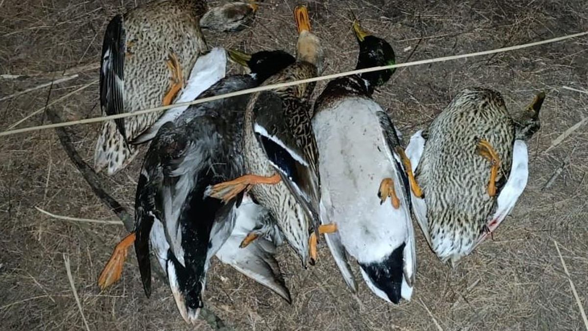 Aves cazadas ilegalmente