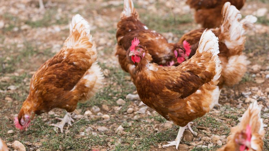 Archivo - Imagen de archivo.- Un grupo de gallinas.