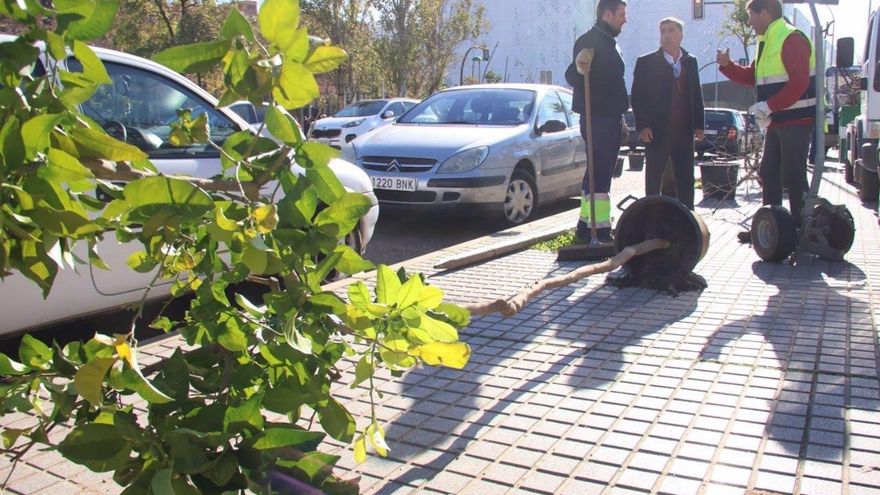 El Ayuntamiento construirá una nave como vivero para no recurrir a la compra de árboles