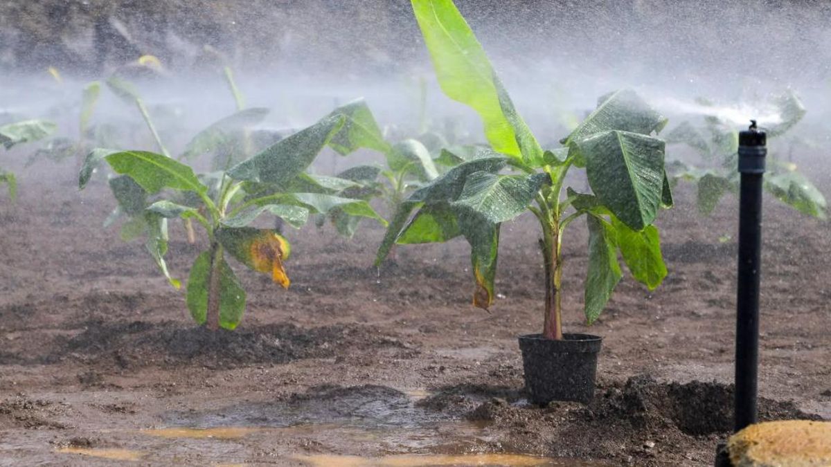 Anulada una multa de 600.001 euros que el Gobierno canario basó en un informe de detectives privados sin contrastar