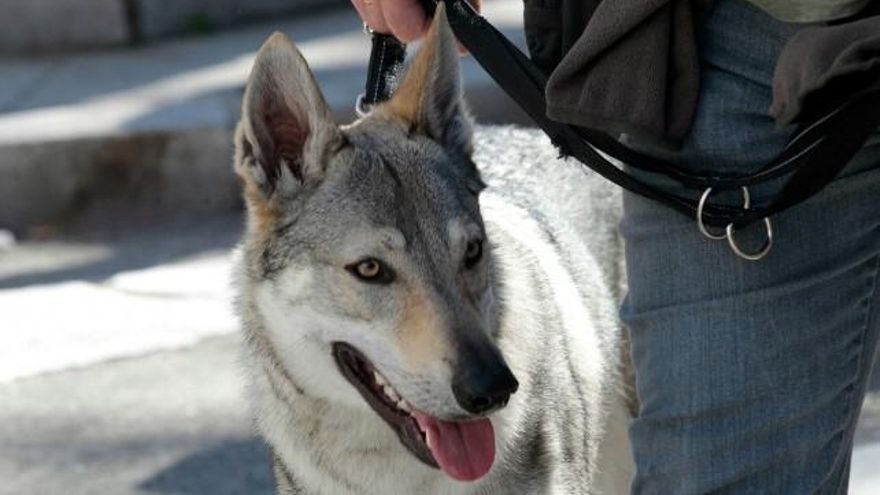 Juan Lázaro / ICAL Manifestación convocada por Lobo Marley, Equo, Ecologistas en Acción, WWF, European Greens y la Alianza Europea en defensa de la conservación del lobo.