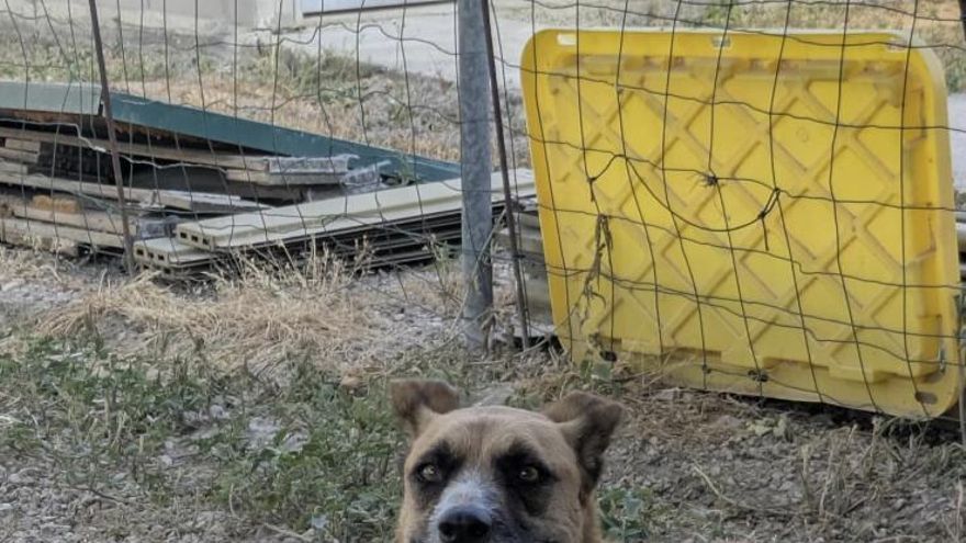 Apolo no se rinde: el perrito al que rescataron encadenado a un árbol y que ahora espera una familia