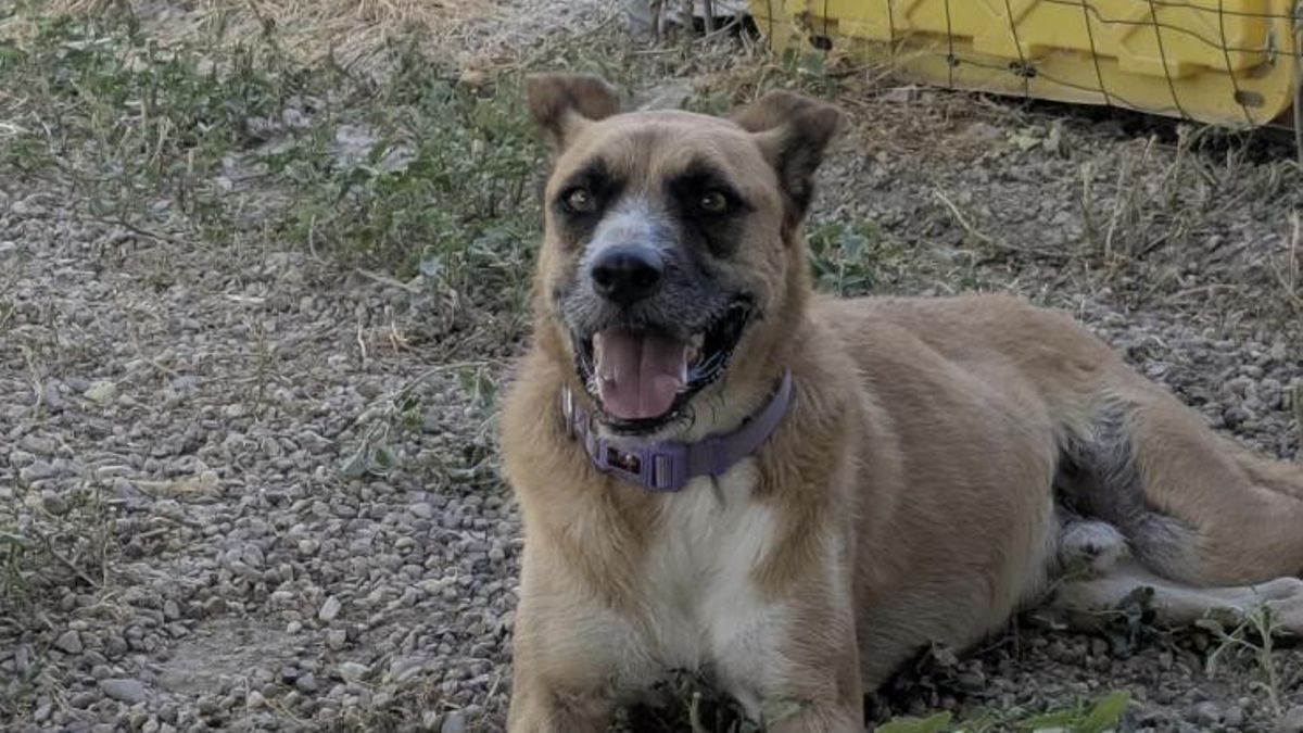 Apolo espera a que alguna familia lo adopte