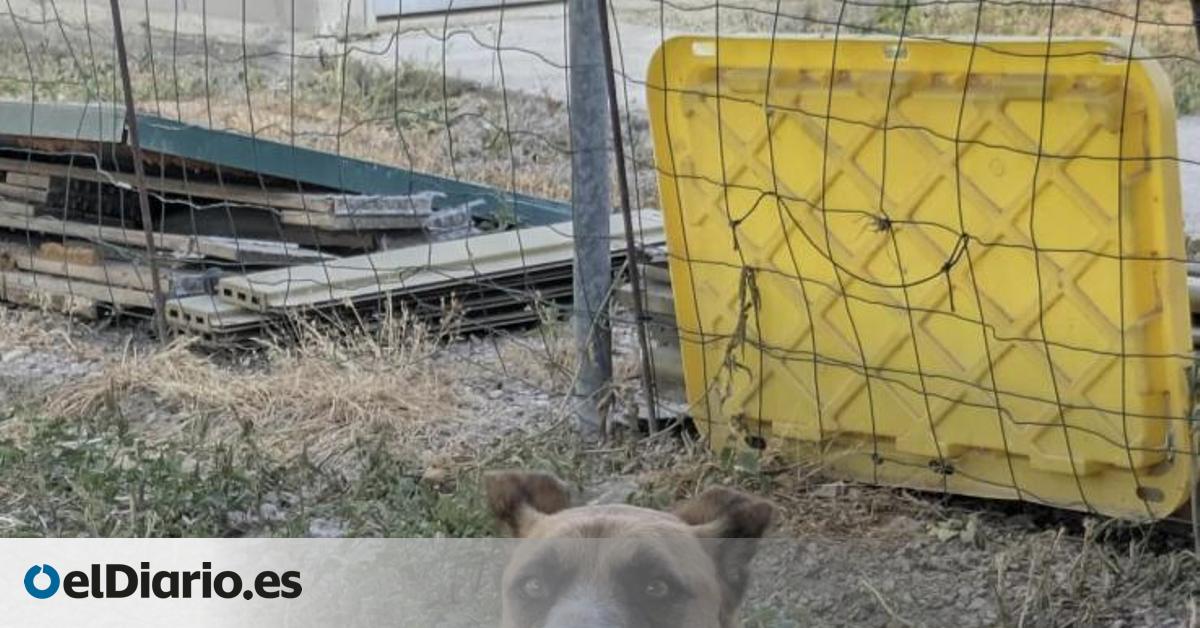Apolo no se rinde: el perrito al que rescataron encadenado a un árbol y que ahora espera una familia