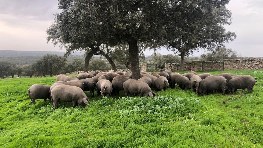 El sector del jamón de Los Pedroches, en pie de guerra por la decisión de Guijuelo de rebajar el estándar de calidad