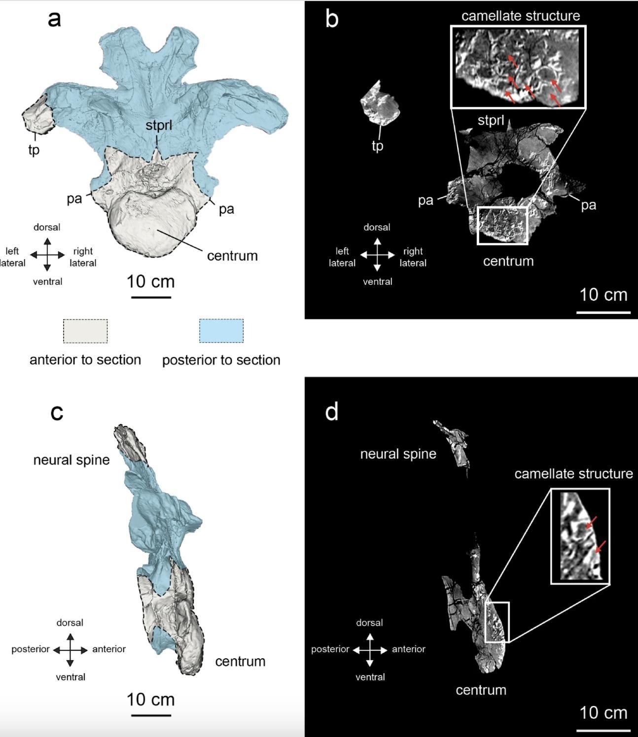 Tomografía computarizada de la vértebra dorsal anterior de Uragasaurus kalasinensis (holotipo PRC 460).