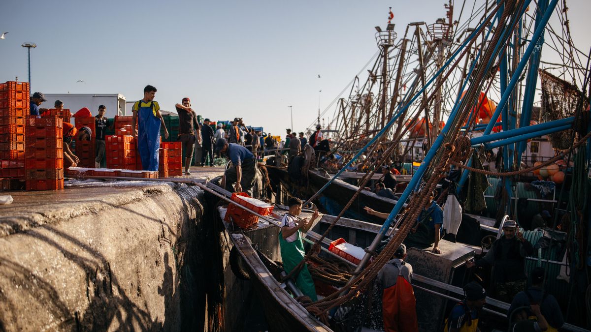 Unos hombres descargan pescado recién capturado en el puerto de El Aaiún, la ciudad más grande del Sáhara Occidental. Más del 60% de las capturas nacionales declaradas por Marruecos proceden de las aguas de este territorio, a pesar de que Marruecos no tiene ningún derecho legal sobre la zona.