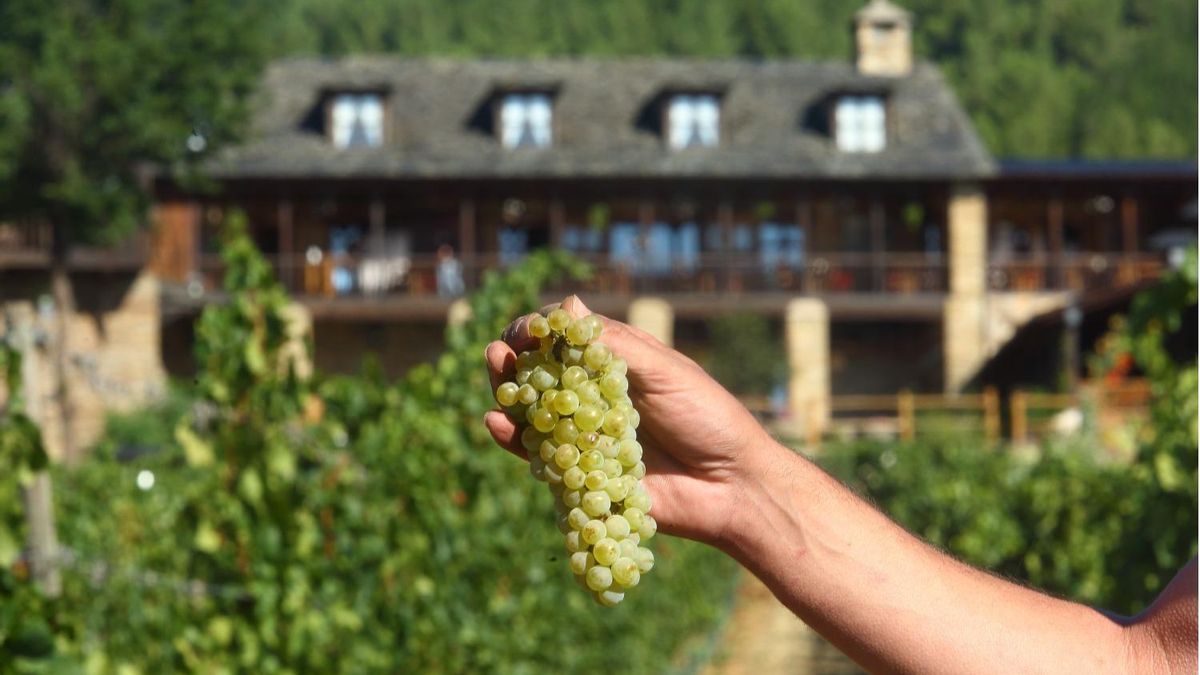 El Palacio de Canedo inicia la vendimia en El Bierzo con la recogida de uvas blancas para Xamprada y Biermú