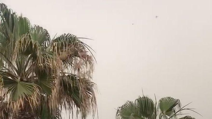 Llegan langostas africanas a Las Canteras