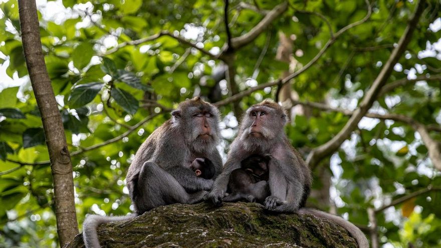 El bosque indonesio en el que puedes ver un centenar de árboles diferentes, varios templos e infinidad de monos