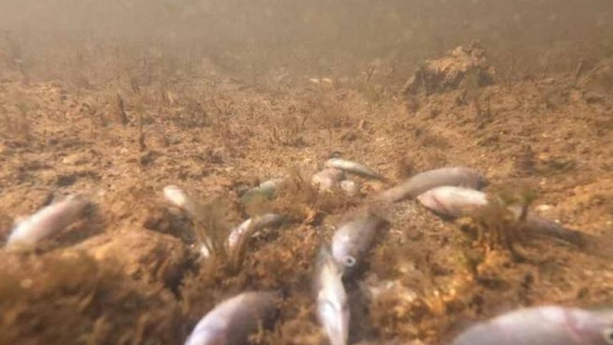 Greenpeace culpa al trasvase Tajo-Segura de la situación de contaminación del Mar Menor