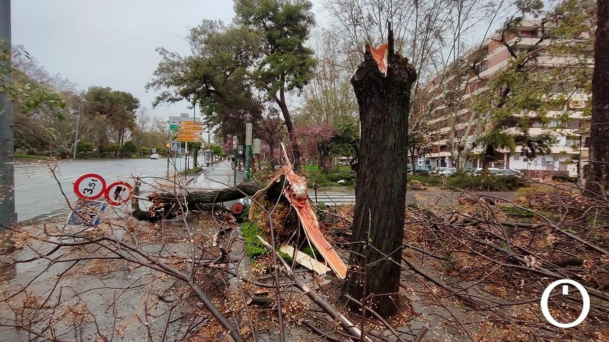 Los efectos del viento y la lluvia en Córdoba