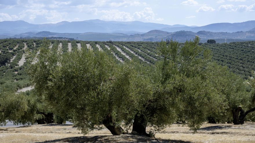 Nuevo pago de la PAC en septiembre a los agricultores y ganaderos de Castilla-La Mancha: más de 10 millones de euros