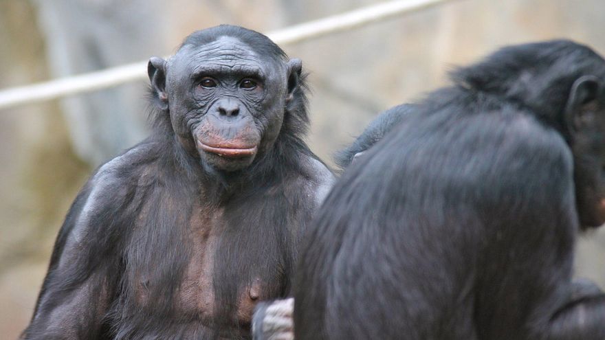 Los bonobos tenían fama de simios pacíficos y los datos los colocan como mucho más agresivos: las hembras son las peores paradas