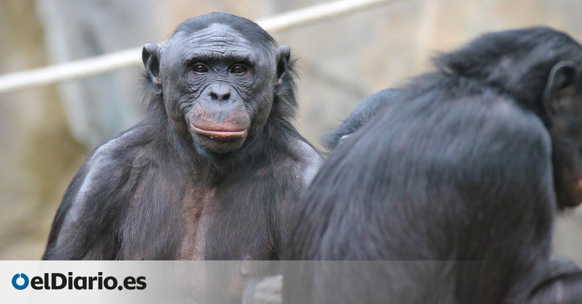 Así piensa Kanzi: el bonobo que acerca la frontera entre la mente humana y la animal