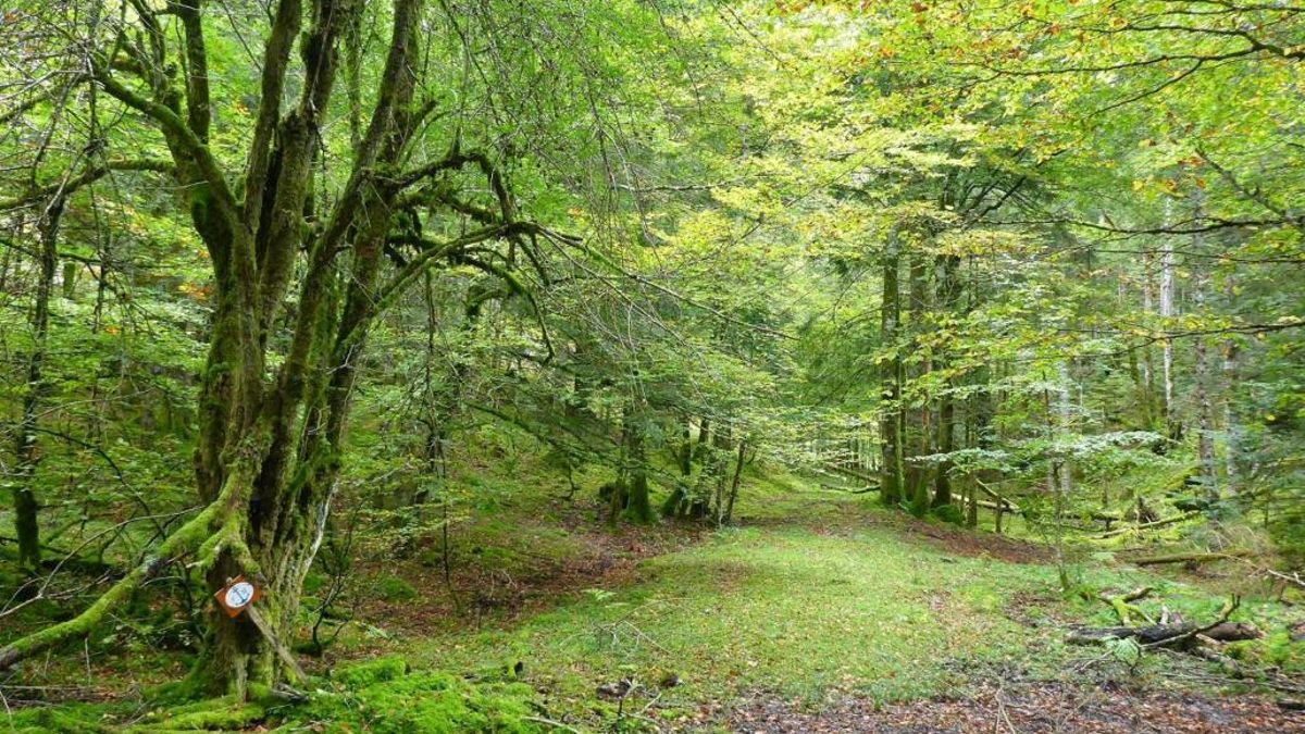 Camino de la Madera de Issaux, parte del entorno del campamento