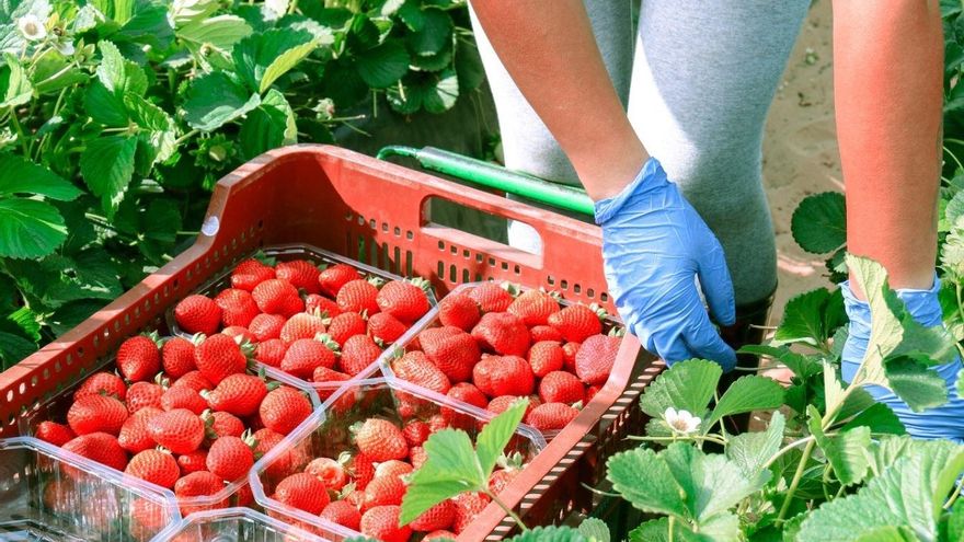 Identificar las fresas 'legales' de Doñana: una misión casi imposible para el consumidor a pesar de ser mayoría